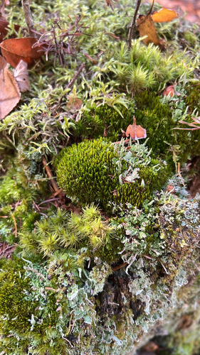 Orthodicranum flagellare observed 2026-10-18