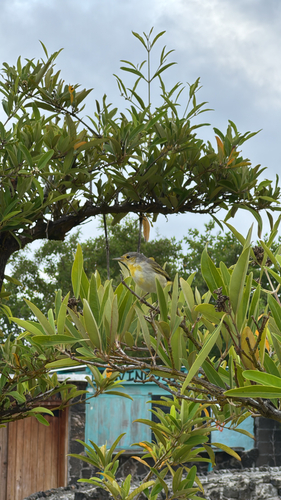 Setophaga petechia, 2026-10-19