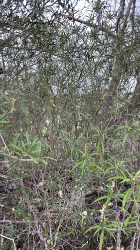 Croton scouleri observed 2026-10-19