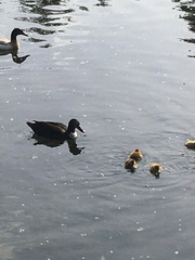 Anas platyrhynchos domesticus