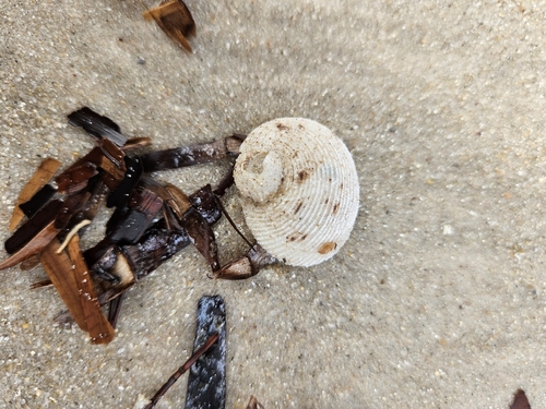 Granata imbricata observed 2026-10-19