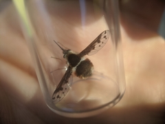 Bombylius pygmaeus