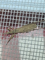 Pygolampis pectoralis