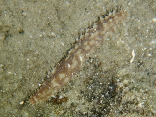 Holothuria hilla observed 2026-10-16