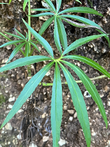 Stinking hellebore