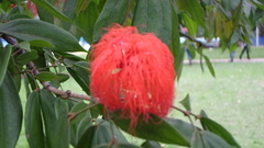 Calliandra trinervia