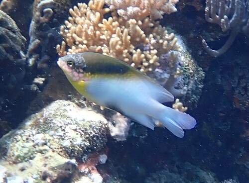 Dischistodus melanotus observed 2026-10-19