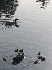 Anas platyrhynchos domesticus