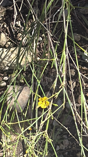 Rock Flax