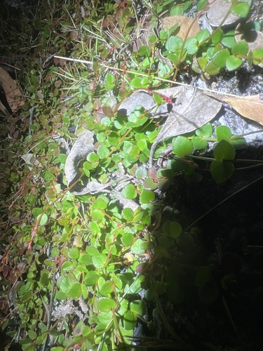 Gonocarpus micranthus observed 2026-10-19