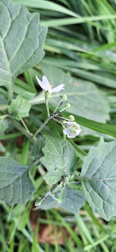 black nightshade