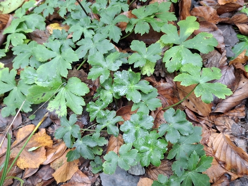 Sanicula europaea observed 2026-10-19