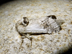 Parahypopta caestrum
