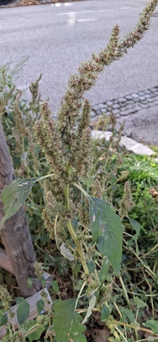 Redroot Amaranth