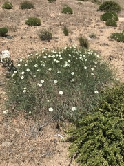 Calystegia longipes