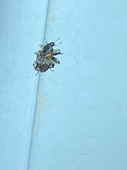 Conotrachelus anaglypticus
