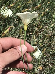 Calystegia longipes