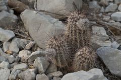 Echinocereus armatus