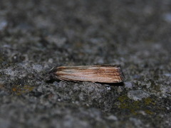 Eucosma radiatana