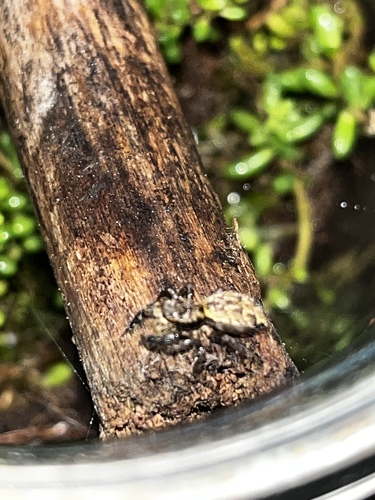 Fencepost jumping spider