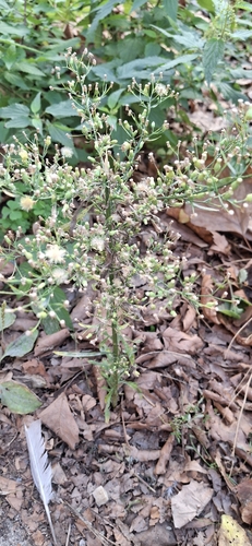 horseweed