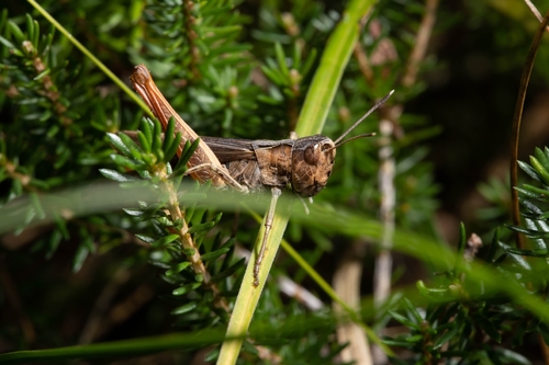 Rufous Grasshopper