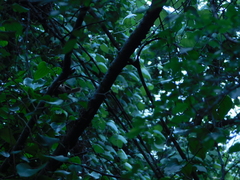 Thryomanes bewickii