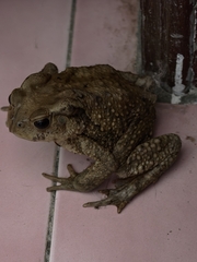 盤古蟾蜍