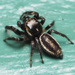 Bronze Jumping Spider - Photo no rights reserved, uploaded by Zygy