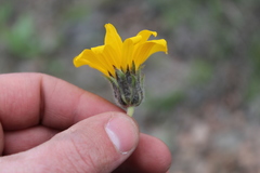 Balsamorhiza serrata