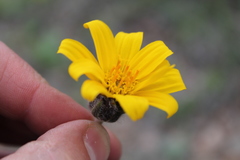 Balsamorhiza serrata