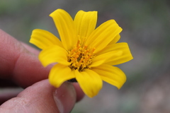 Balsamorhiza serrata