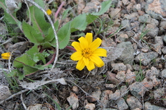 Balsamorhiza serrata