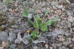 Balsamorhiza serrata