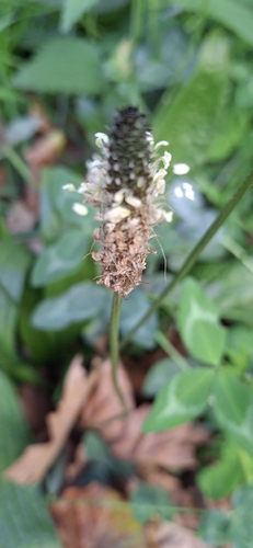 ribwort plantain