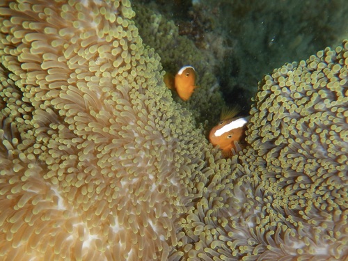 Amphiprion sandaracinos observed 2026-10-16