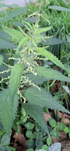 great stinging nettle