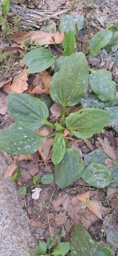 greater plantain