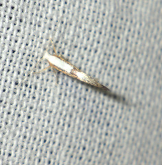 Argyresthia spinosella