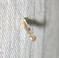 Argyresthia spinosella