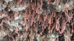 Ectopleura crocea