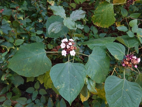 Clerodendrum chinense observed 2026-10-19