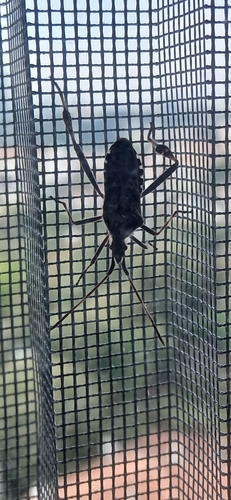 Western Conifer Seed Bug