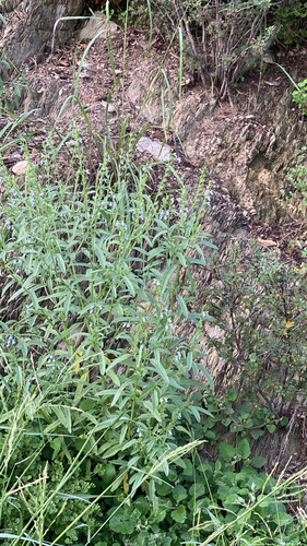 Salvia reflexa observed 2026-10-15