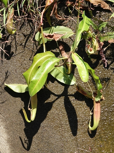 Nepenthes mirabilis observed 2026-10-19