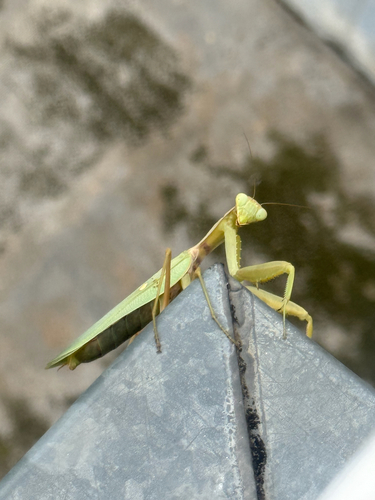 Transcaucasian Giant Mantis