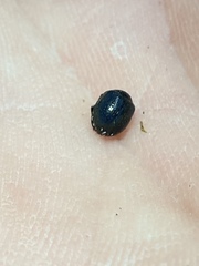 Germarostes globosus