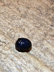 Germarostes globosus