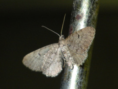 Eupithecia intricata