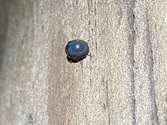 Germarostes globosus